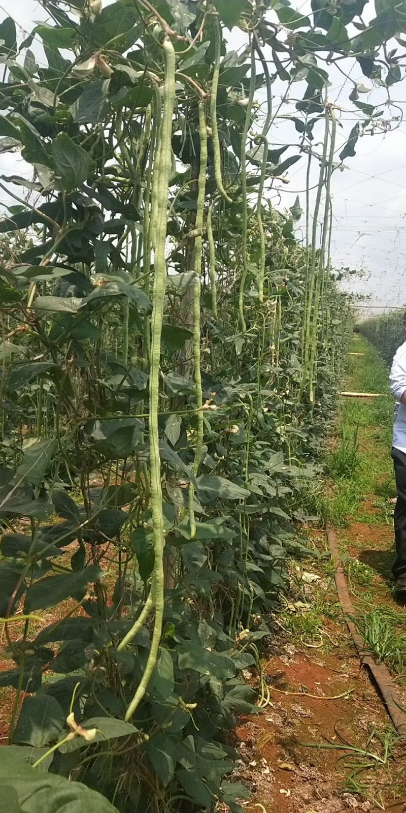 长豆角徐闻青条豆角产地直发质量保证一手货源欢迎订购