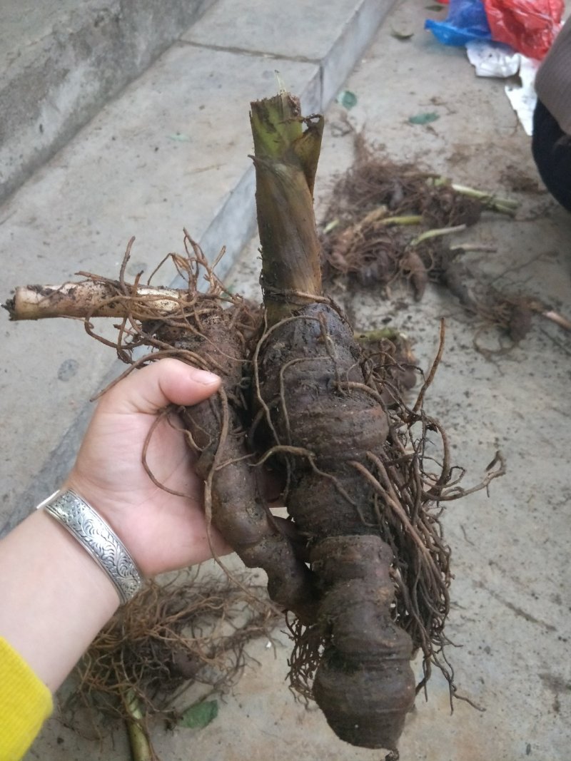 七叶一枝花、重楼顺丰包邮