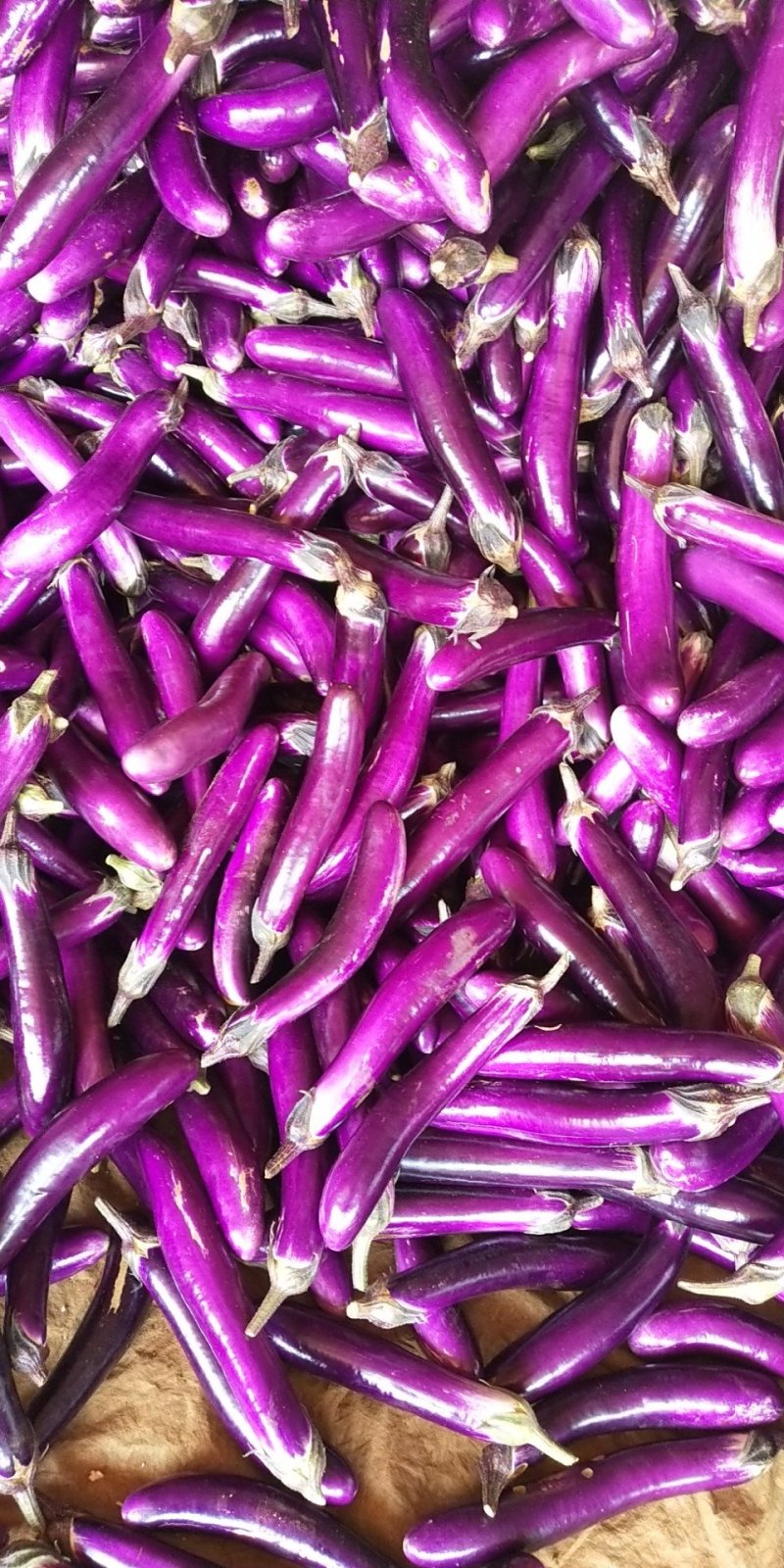 茄子