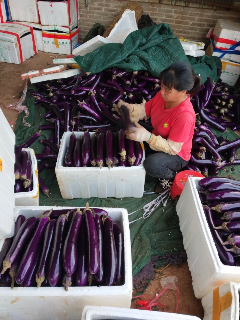 【精品长茄】广东湛江基地直供质量保证货源充足全国发货