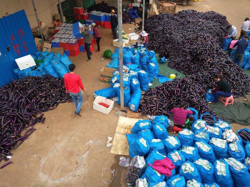 【精品长茄】广东湛江基地直供质量保证货源充足全国发货