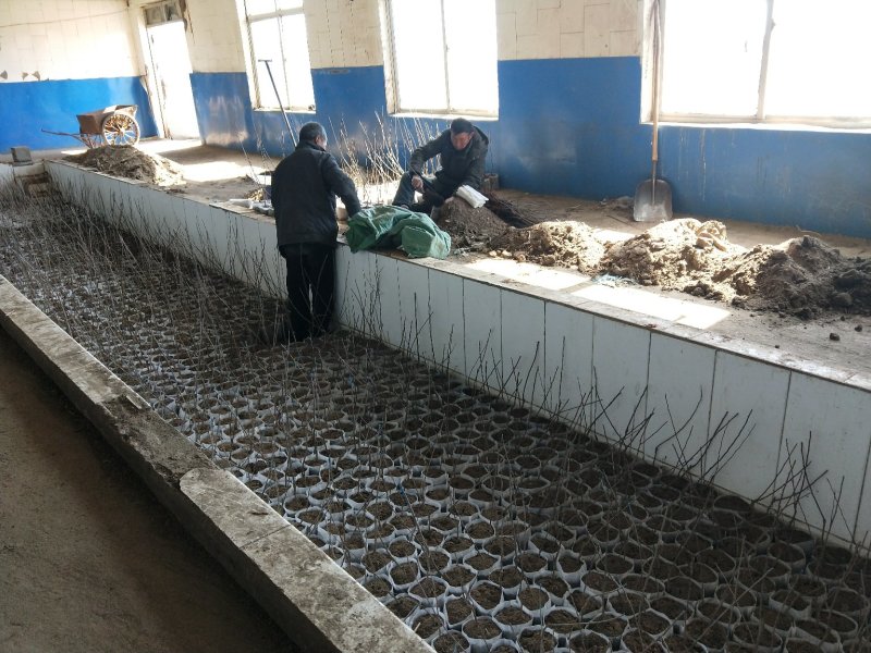 内蒙古通辽市科尔沁左翼中旗有五百左右亩黑沙质土地寻找合作