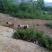 巴马香猪藏香猪环江香猪全放养改良种早五个月出栏