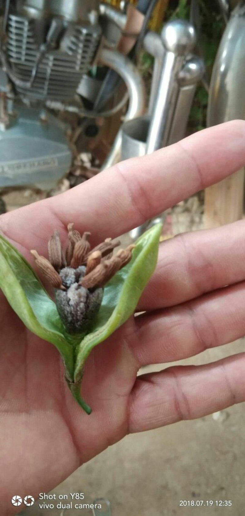 百部种子，对叶百部货到付款保证出牙率免费提供种植技术