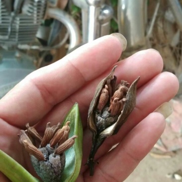 百部种子，对叶百部货到付款保证出牙率免费提供种植技术