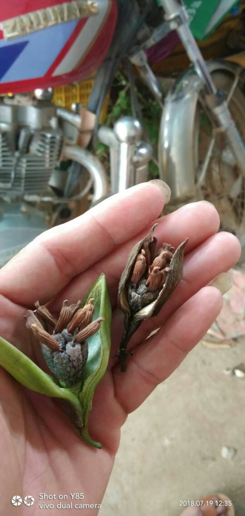 百部种子，对叶百部货到付款保证出牙率免费提供种植技术