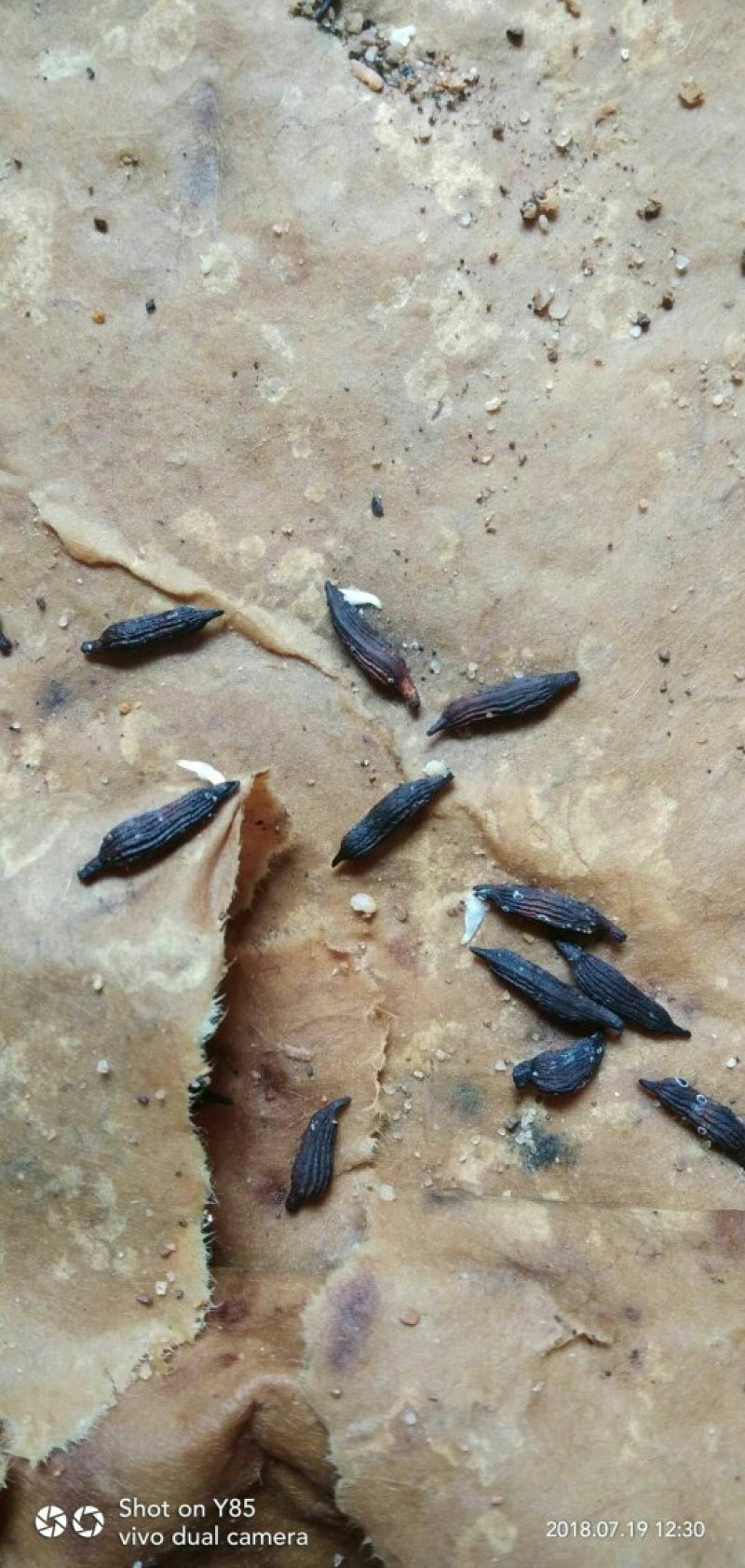 百部种子，对叶百部货到付款保证出牙率免费提供种植技术