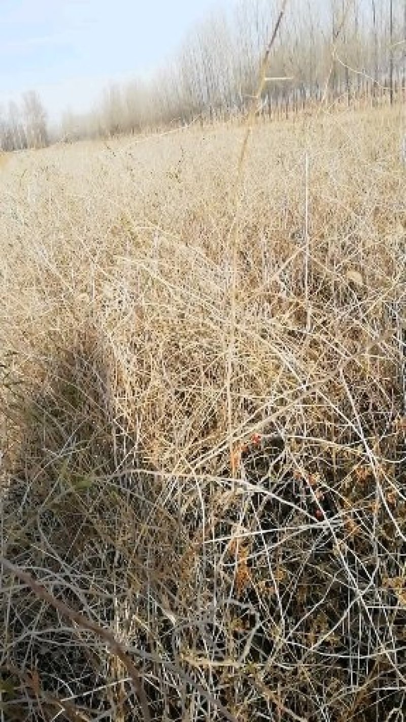 宁夏优质大果红枸杞当年苗基地直销一手货源量大优惠