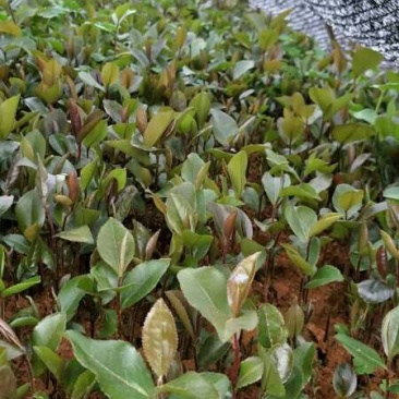 油茶苗油茶小苗油茶芽苗包邮