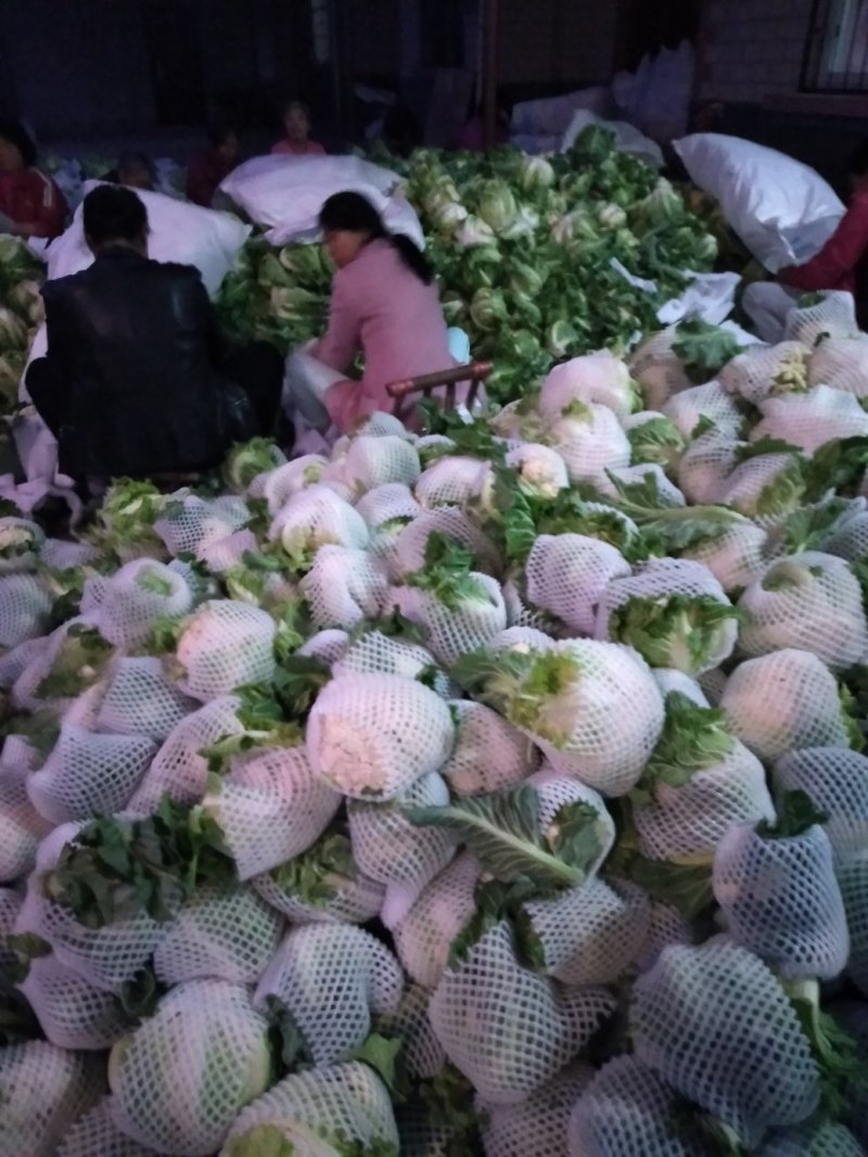 白花菜