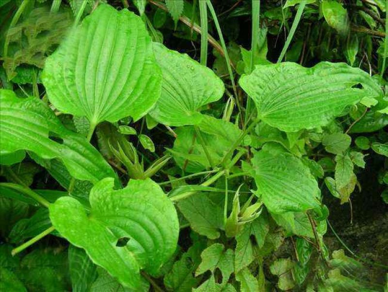 百部种子，对叶百部货到付款保证出牙率免费提供种植技术