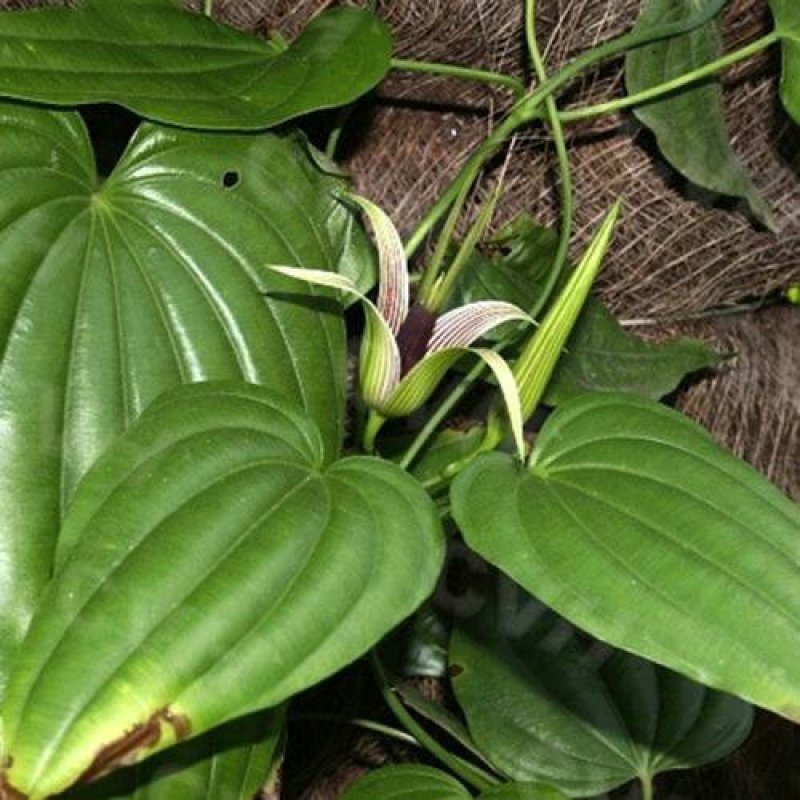 百部种子，对叶百部货到付款保证出牙率免费提供种植技术