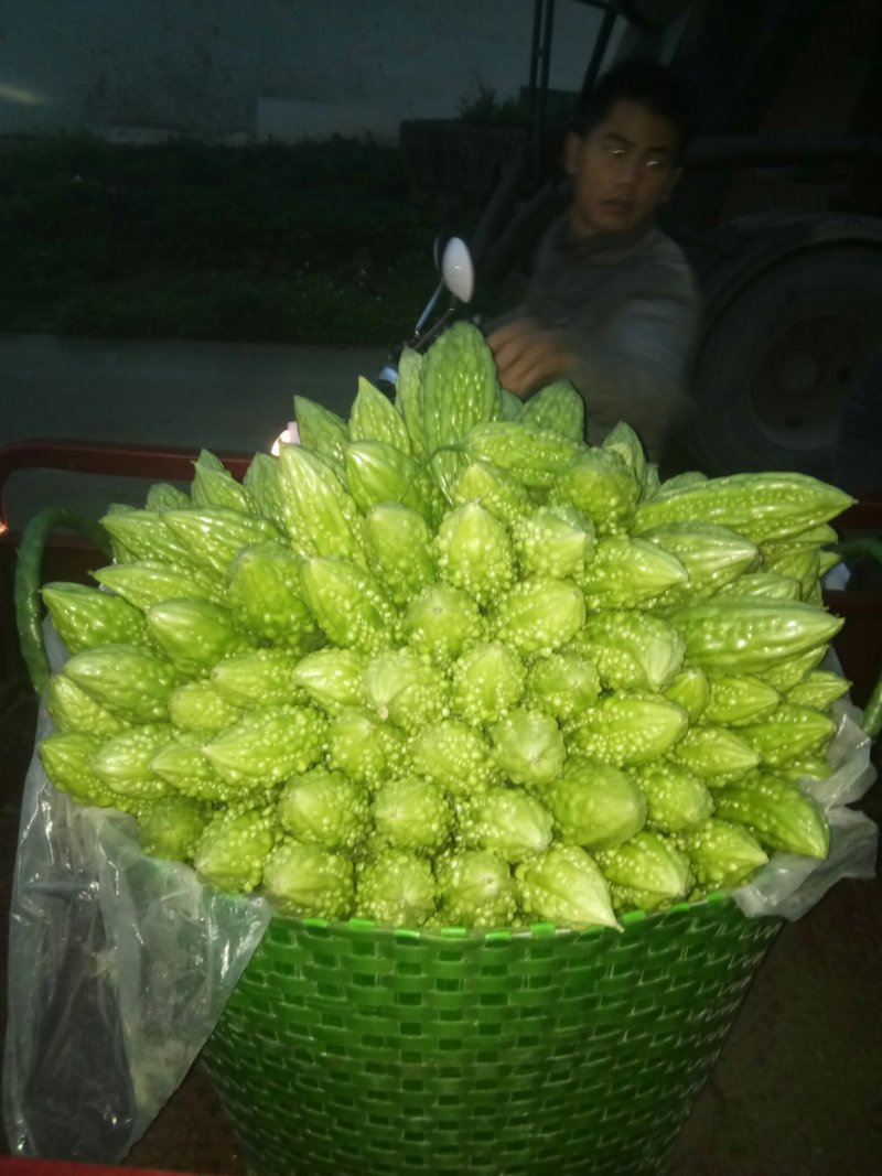 苦瓜苦瓜大量上市中货好新鲜量大口感好还有茄子豆角丝瓜节瓜