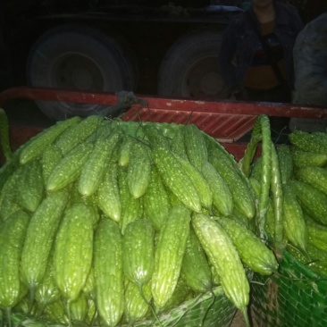 苦瓜苦瓜大量上市中货好新鲜量大口感好还有茄子豆角丝瓜节瓜