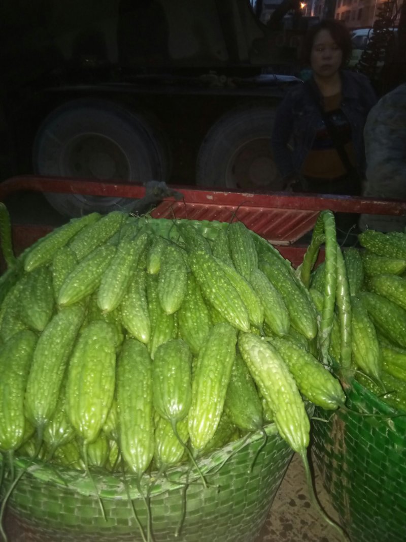 苦瓜苦瓜大量上市中货好新鲜量大口感好还有茄子豆角丝瓜节瓜