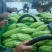 苦瓜苦瓜大量上市中货好新鲜量大口感好还有茄子豆角丝瓜节瓜
