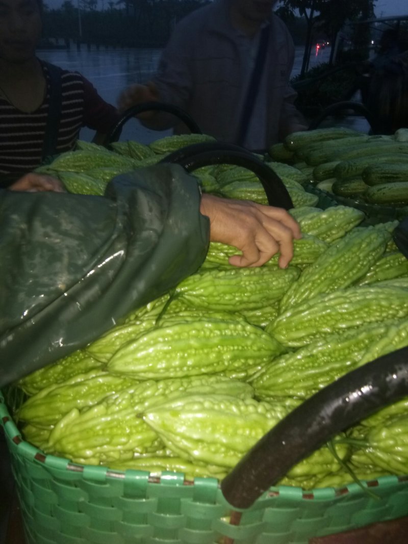 苦瓜苦瓜大量上市中货好新鲜量大口感好还有茄子豆角丝瓜节瓜