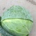 小铁头园包菜，