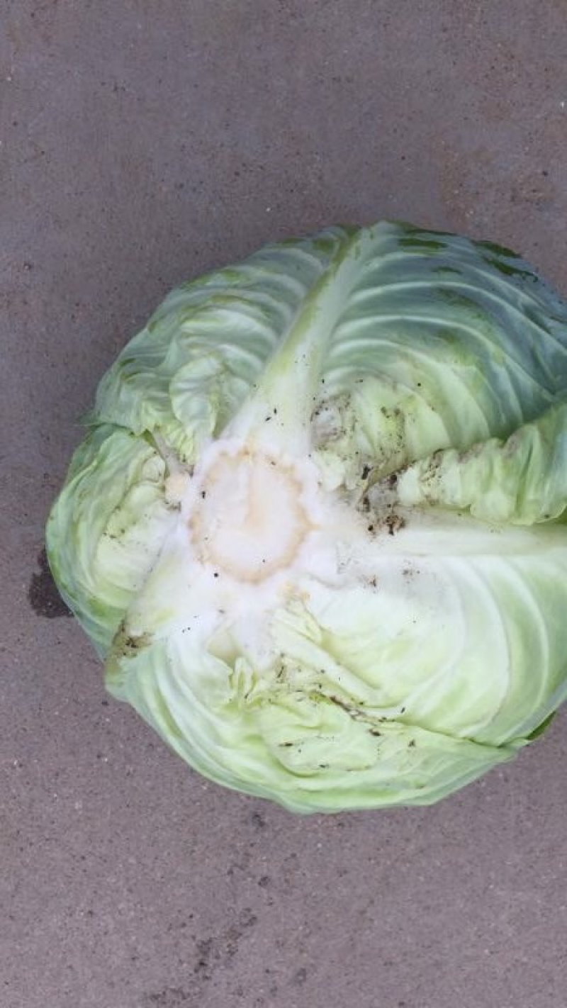小铁头园包菜，