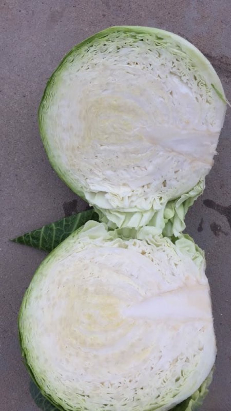 小铁头园包菜，