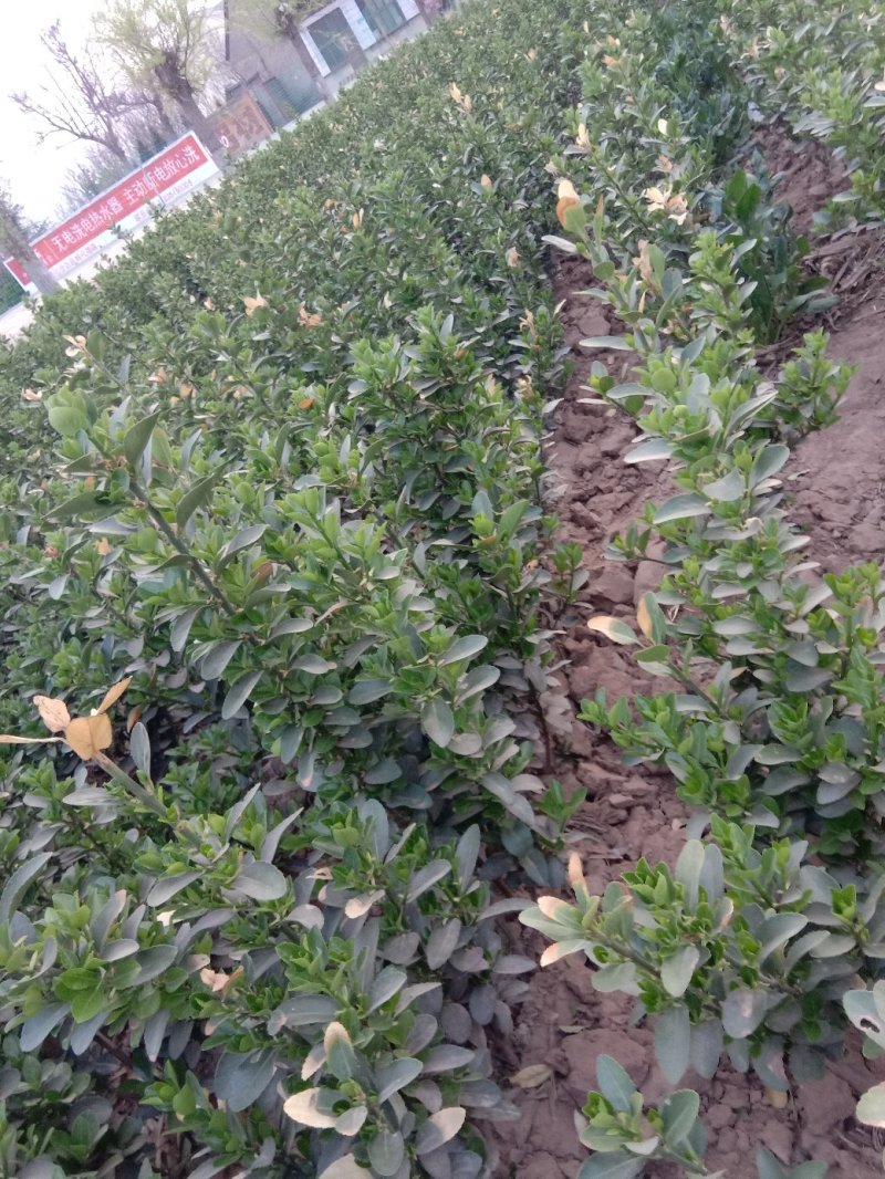 冬青苗，50-80公分卫予苗，山西冬青球，1米冬青球