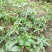 重楼苗子