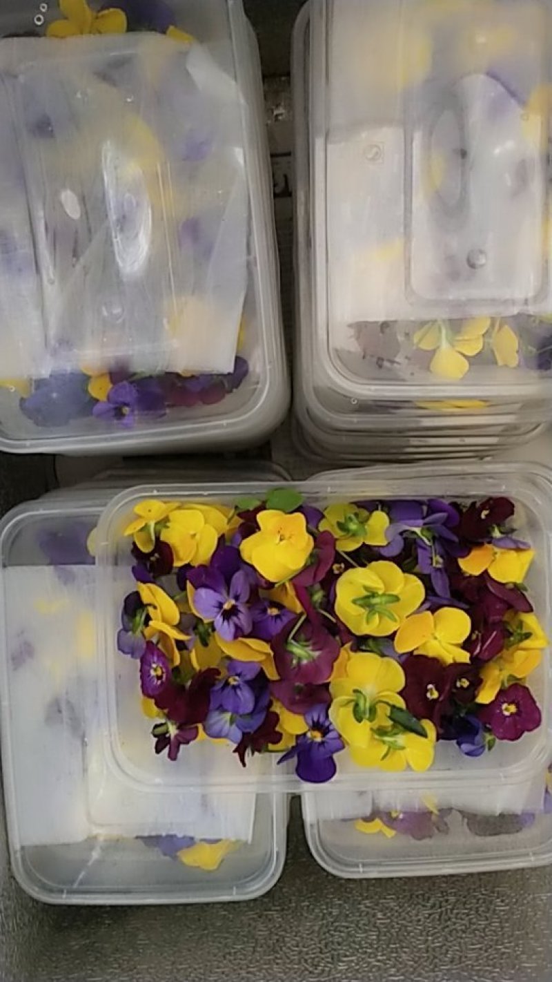 角堇花，三色堇，产地直销，