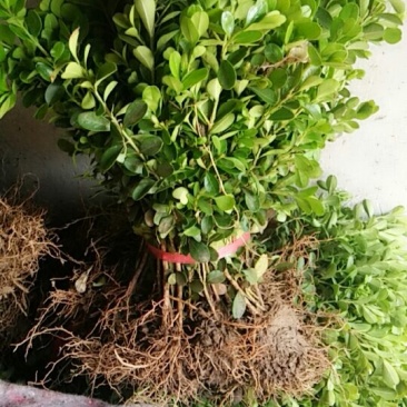 黄杨床苗，分栽苗各种规格黄杨