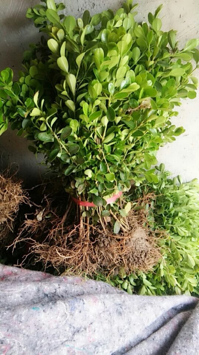 黄杨床苗，分栽苗各种规格黄杨