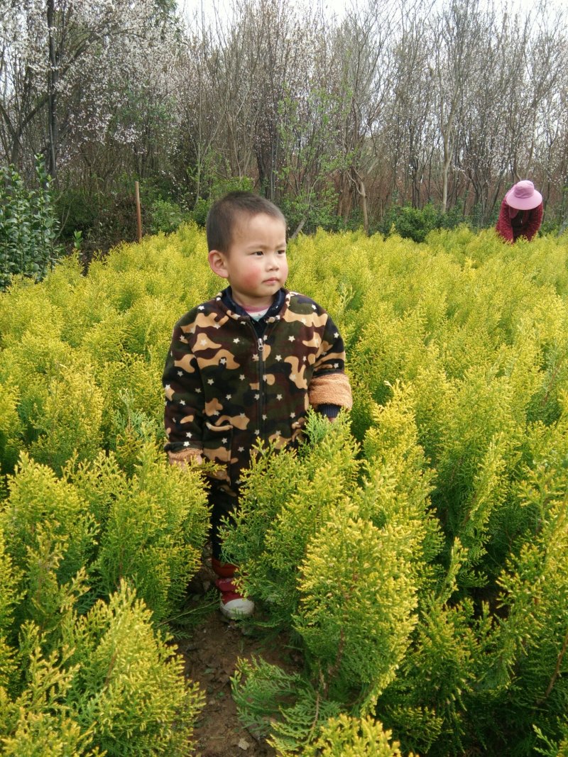 洒金柏床苗，两年生苗，各种大小规格