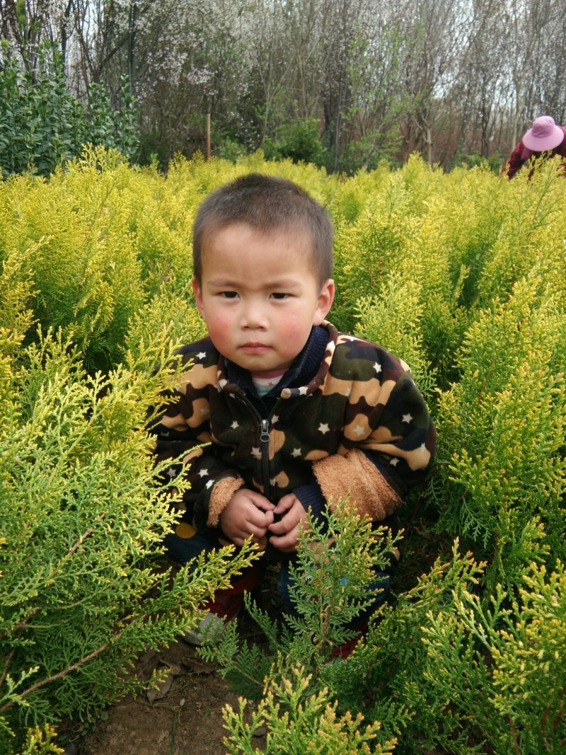 洒金柏床苗，两年生苗，各种大小规格