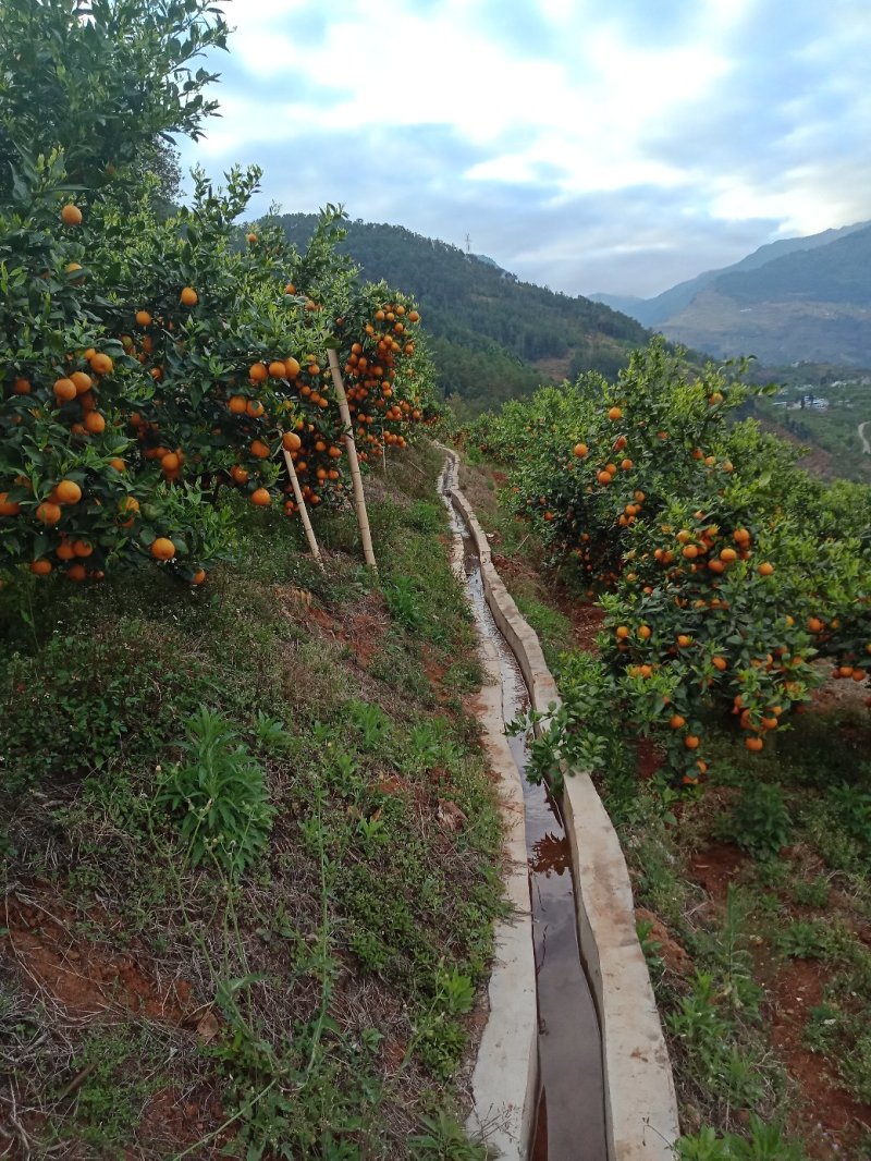 石棉县黄果柑，一级货，区域果黄果柑原产地