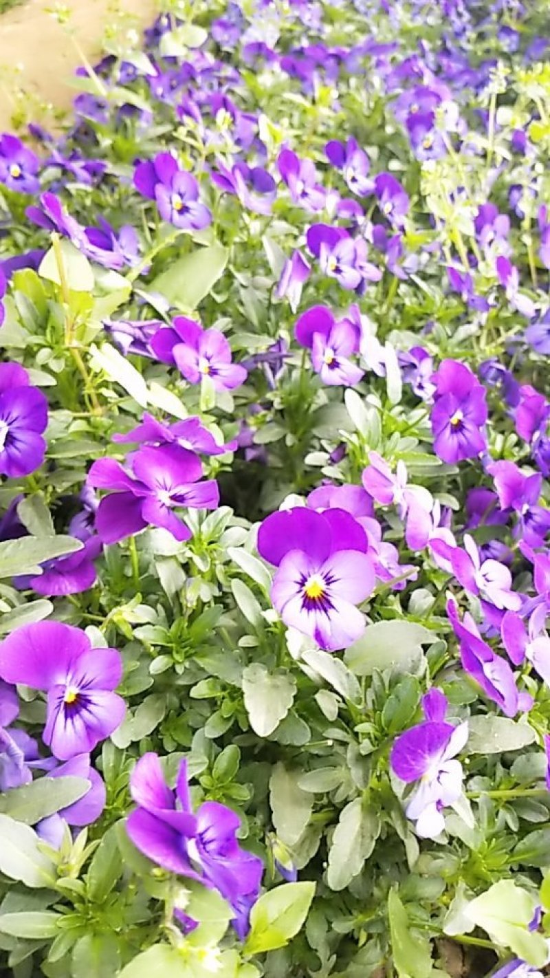 角堇花，三色堇，产地直销，