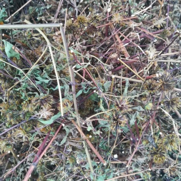 大狼把草切段晒干狼把草（不是鬼针草）