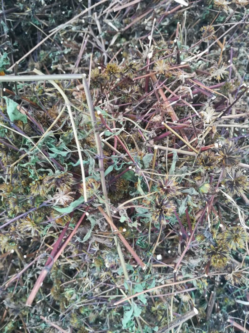 大狼把草切段晒干狼把草（不是鬼针草）