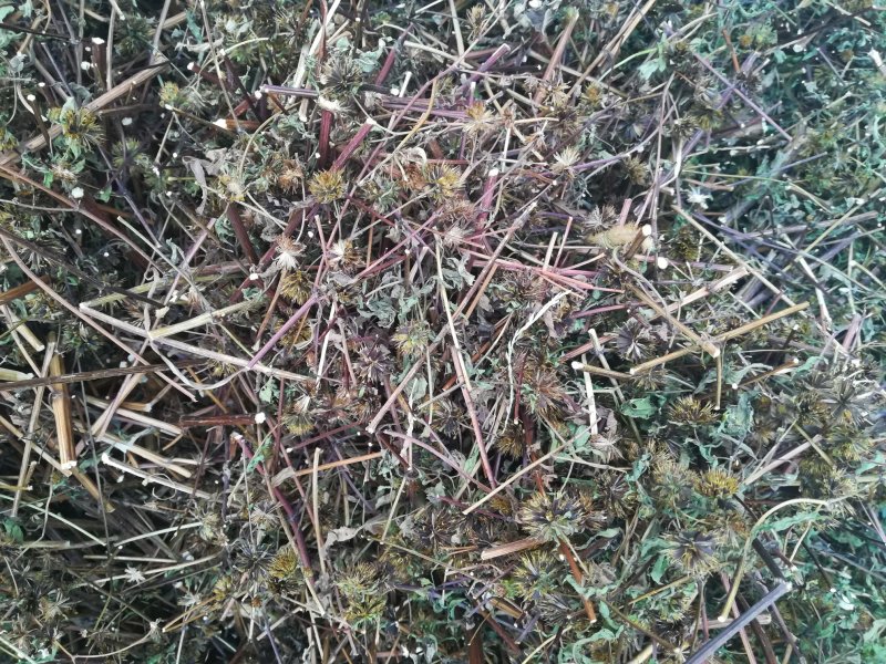 大狼把草切段晒干狼把草（不是鬼针草）