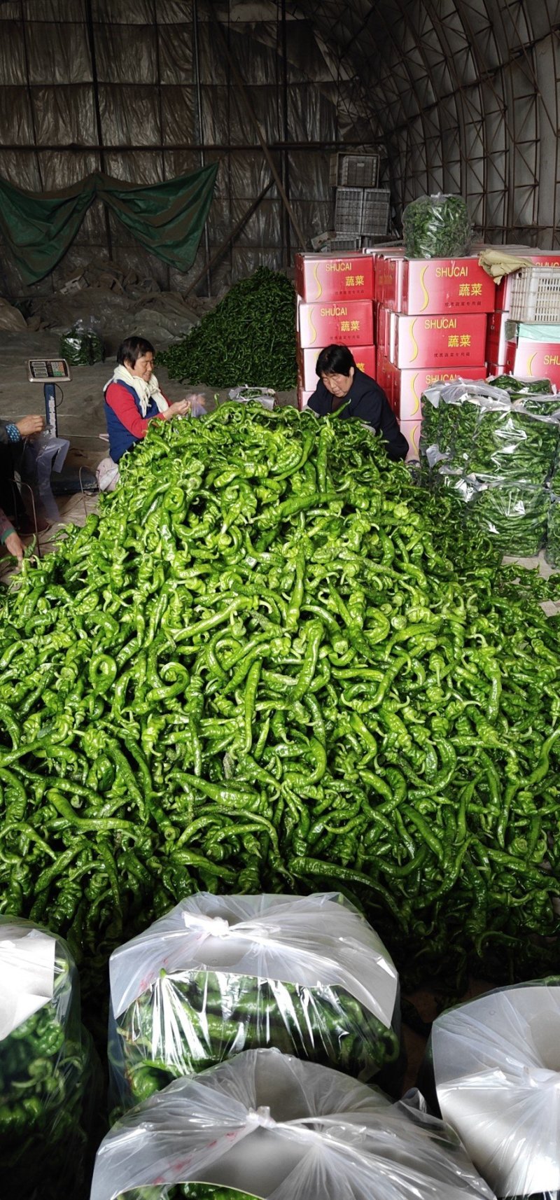 各种鲜辣椒大量上市