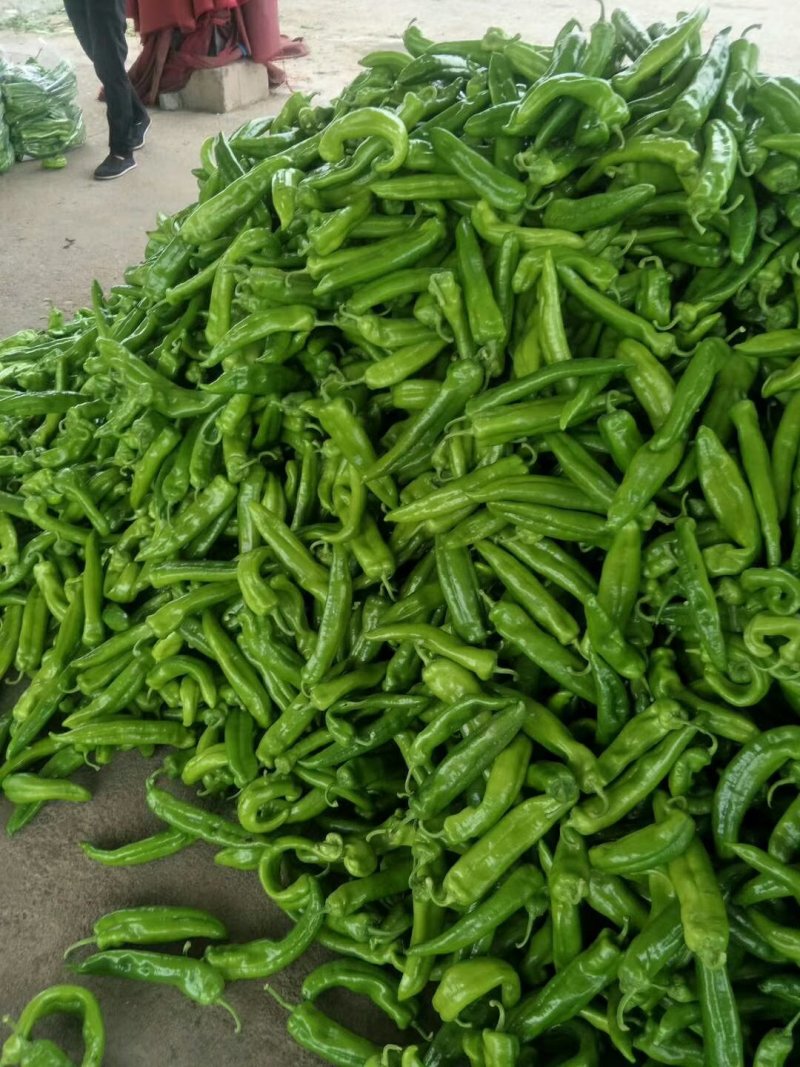 各种鲜辣椒大量上市