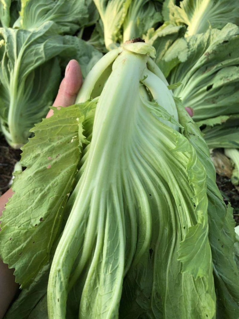 徐闻县基地精品包心芥菜