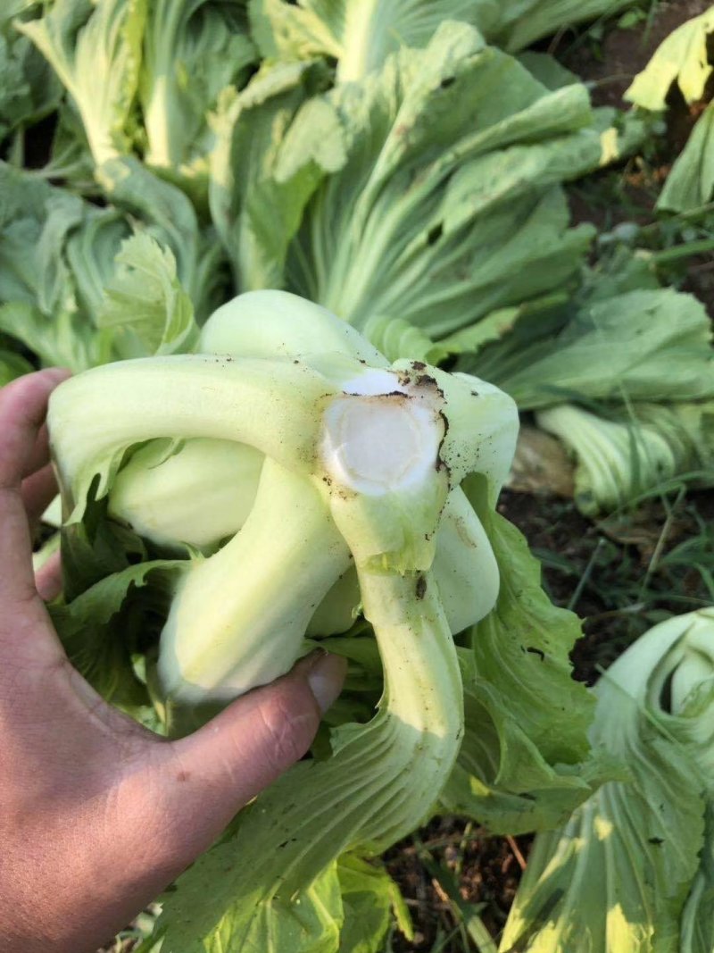 徐闻县基地精品包心芥菜
