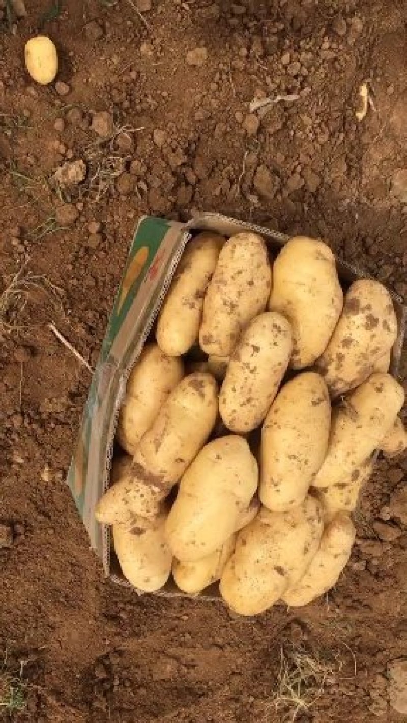 大棚荷兰十五土豆精品大量供应加工各种规格包装