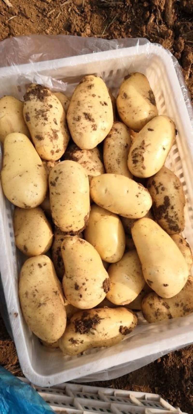 大棚荷兰十五土豆精品大量供应加工各种规格包装
