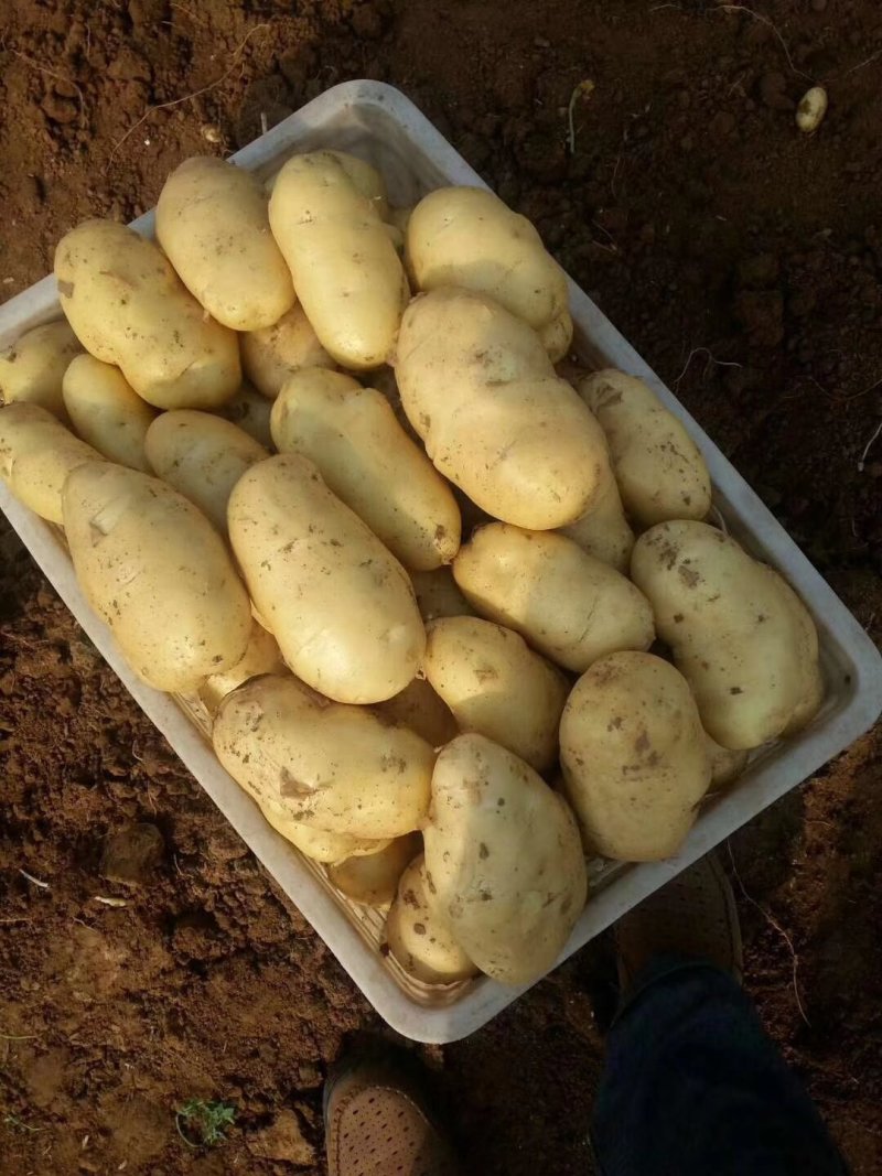 大棚荷兰十五土豆精品大量供应加工各种规格包装