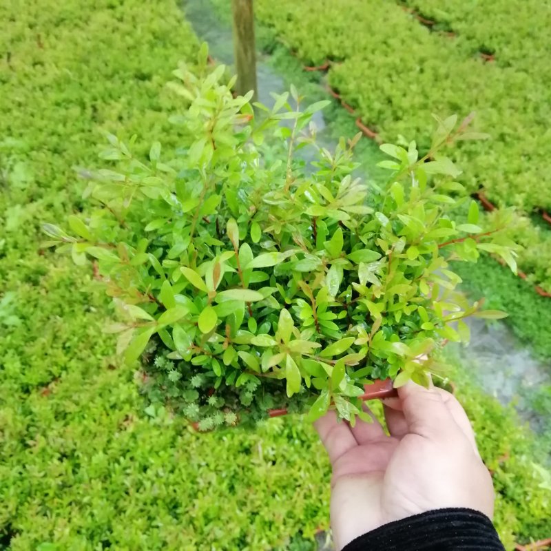 赤楠子