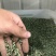护坡草籽价格
