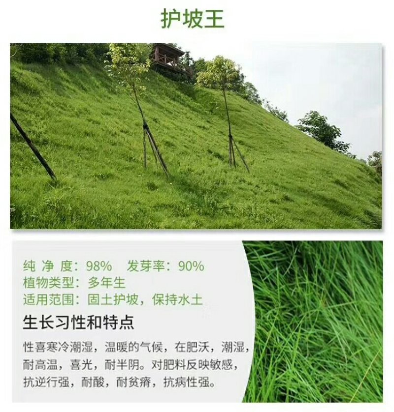 护坡草籽价格