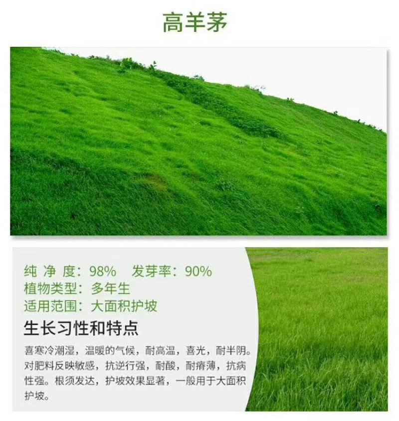 护坡草籽价格