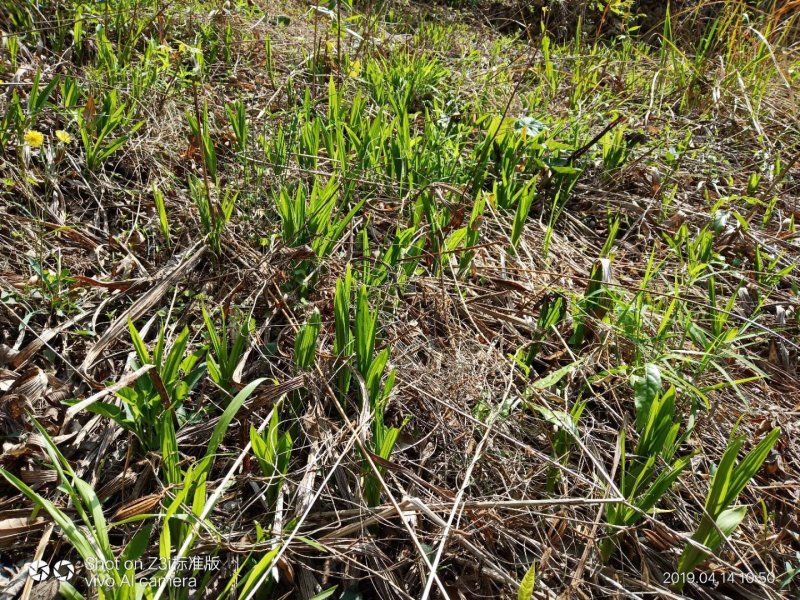 三叉白芨湖北野生干货不包邮现货