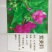 紫茉莉种子