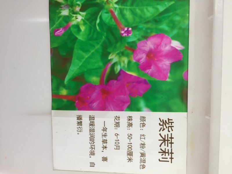 紫茉莉种子